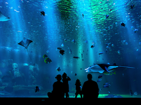 aquarium