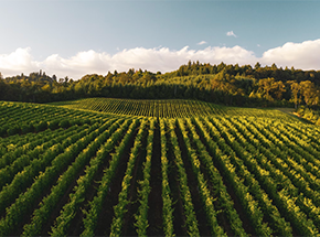 xplore 10 Must-Visit Wine Regions in the US for a Grape Getaway