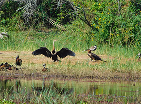 Birding as a Tourism Promotion Continues to Take Flight