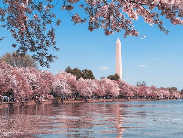 National Park Service Reveals Peak Dates for DC Cherry Blossom Season