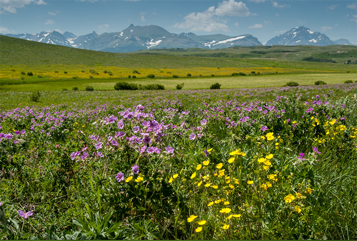 Spring Wildflowers
