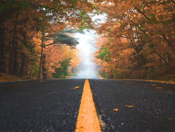 The Best Time to Go Leaf Spotting This Year?