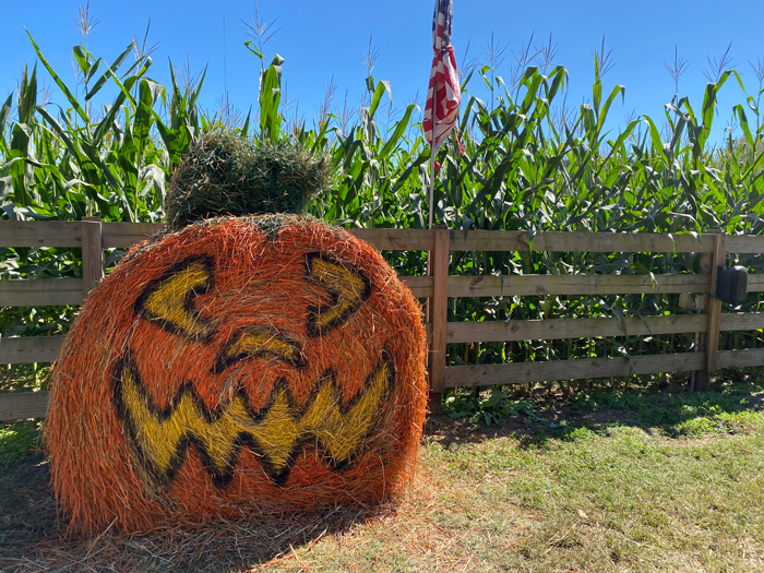 A Maze for Fall